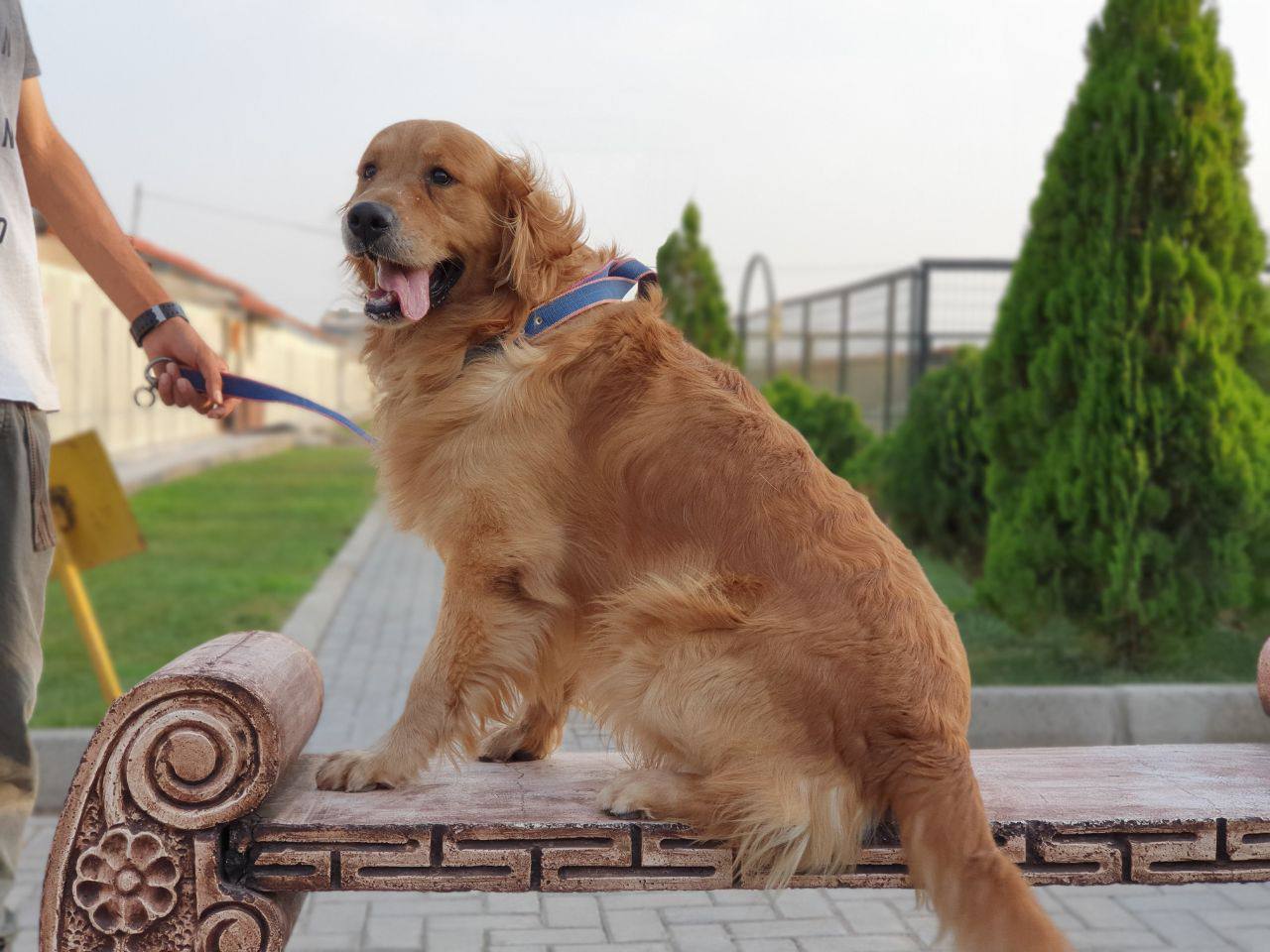 مولد نژاد گلدن رتریور تدی